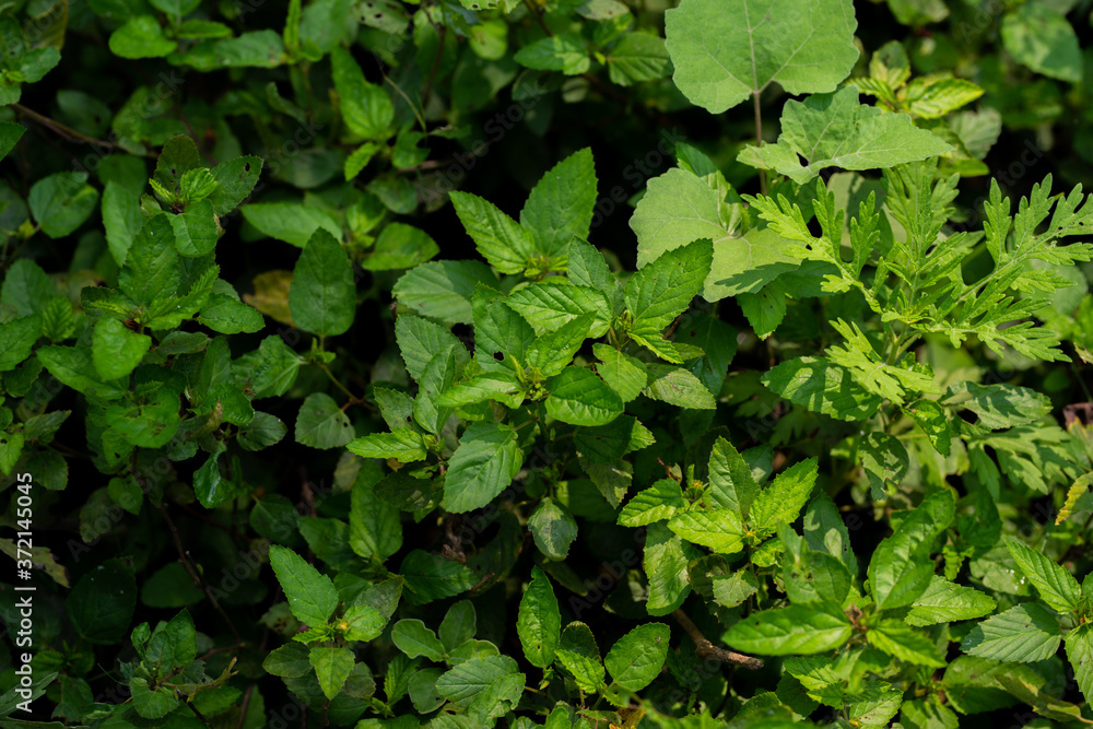 Green plants are growing in the forest. Green plants are growing in the forest.