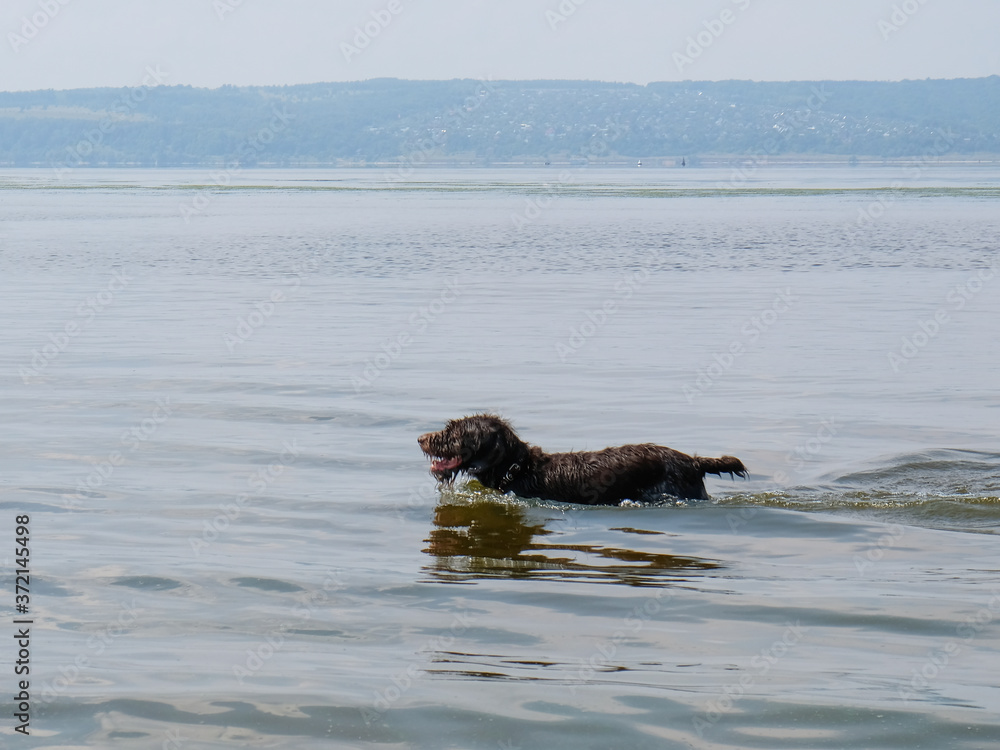 Hunting dog - Drathaar frolicking in the river Hunting dog - Drathaar frolicking in the river