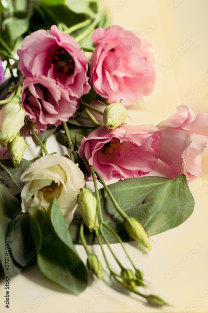 Fototapeta premium beautiful Eustoma white and pink flowers bouquet, Close up Lisianthus, tulip gentian, eustomas. isolate banner