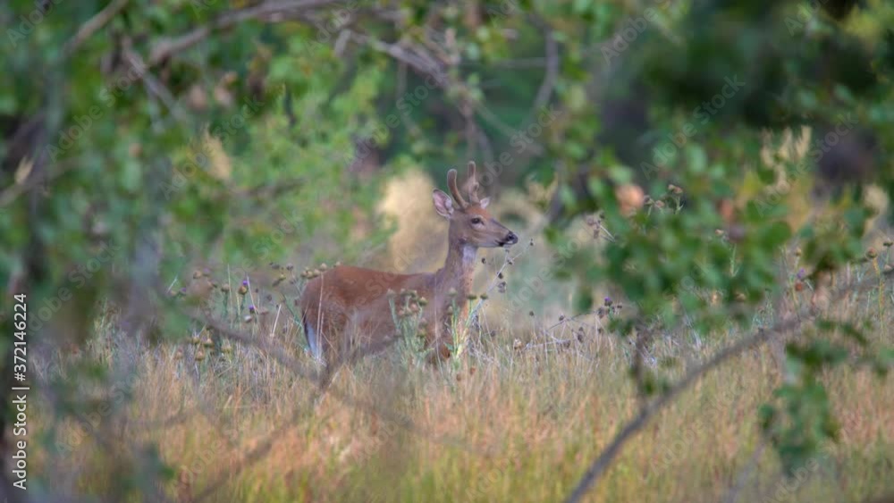 Deer shaking its head to get rid of mosquitoes Deer shaking its head to get rid of mosquitoes