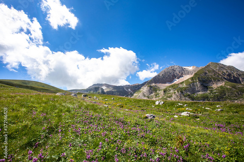 Blooming meadows in the summer landscapes of the caucasus mountains in Russia © Sergei Malkov