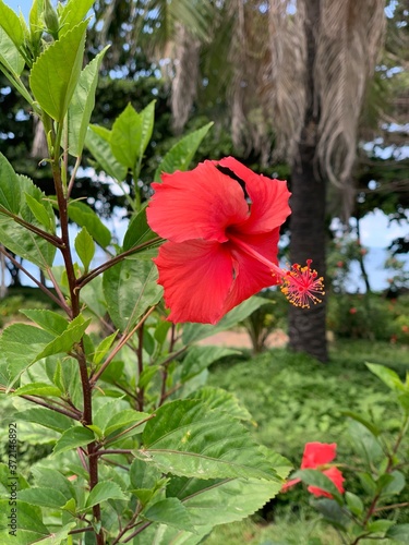 red hibiscus flower