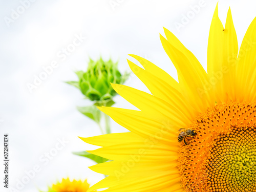 Bright sunflower with a bee sitting on it in a field, quater of flower photo