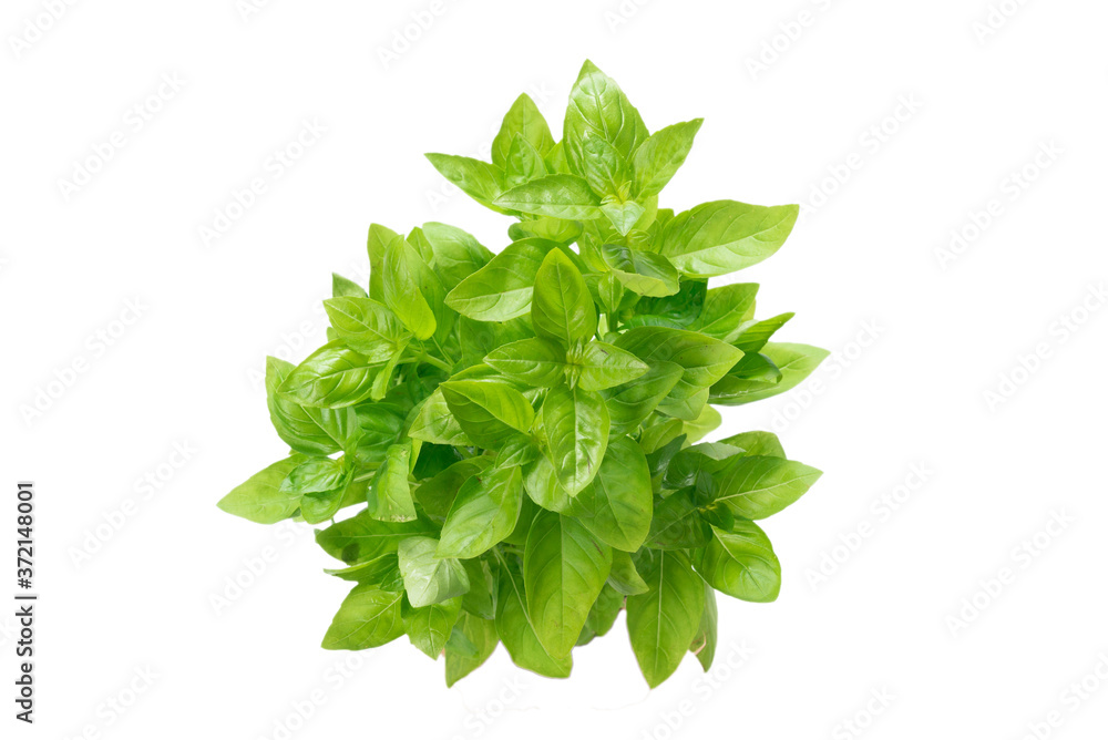 Basil in a pot isolated on white background. Basil in a pot isolated on white background.