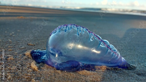 jellyfish in sand