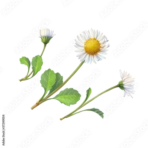 Common daisy flower hand drawn pencil illustration isolated on white with clipping path photo