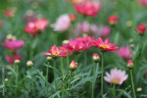咲き始めのピンクのマーガレットの花と蕾。 Pink margaret flowers and buds that are beginning to bloom. © chie