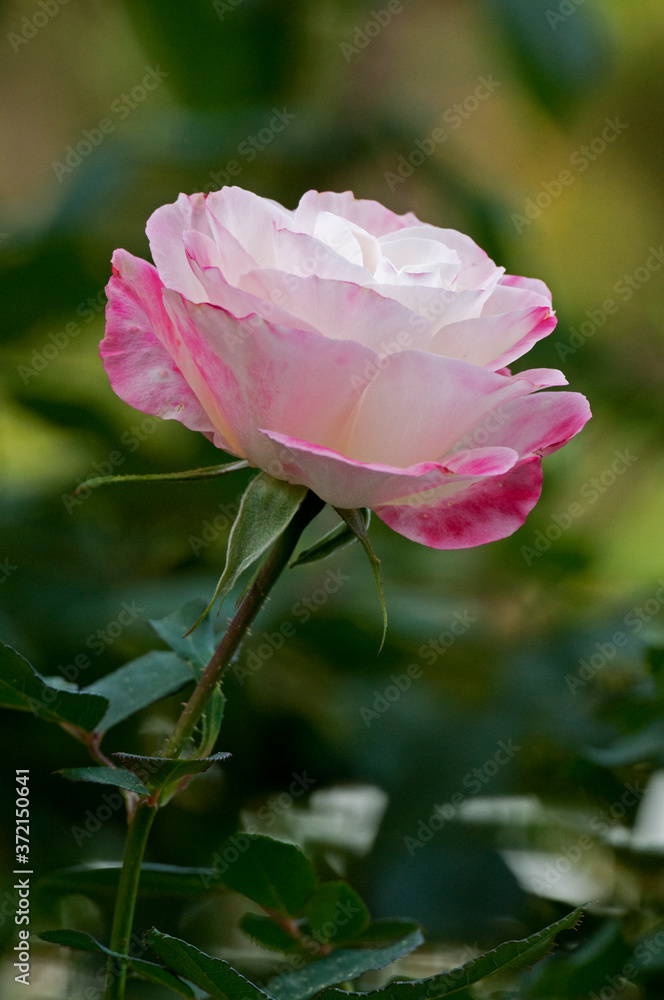 ピンクの大輪の花ディスティニー
