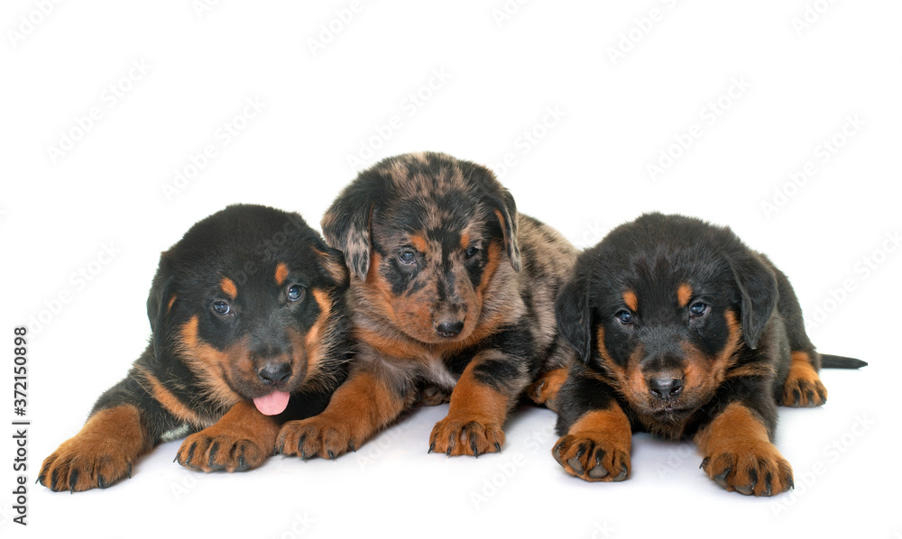 Obraz premium beauceron puppies in studio