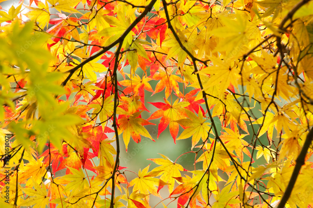 綺麗な紅葉