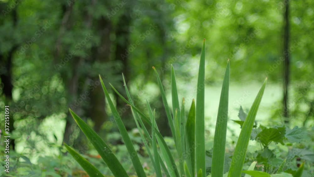 Leaves create a crown of green spikes in front. Depth of field creates a soft green abstract background. Lush green woods. Slow zoom out then static. Leaves create a crown of green spikes in front. Depth of field creates a soft green abstract background. Lush green woods. Slow zoom out then static.