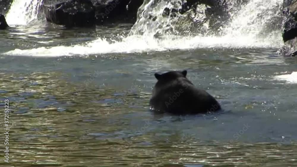 Black bear cooling down in the river.Ketchikan, Alaska. Black bear cooling down in the river.Ketchikan, Alaska.