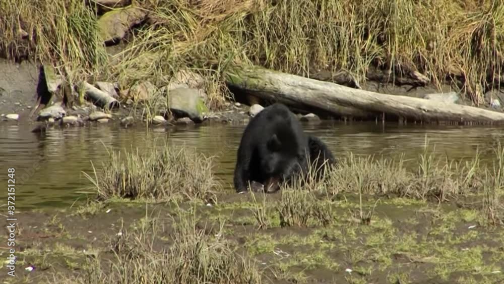 Black bear eating salmon on the river bank in Ketchikan, Alaska. Black bear eating salmon on the river bank in Ketchikan, Alaska.