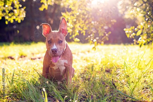 Pitbull Terrier puppy copper tan color sitting in a grassy lawn at bright sunset