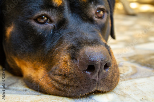 Rottweiler dog portrait 