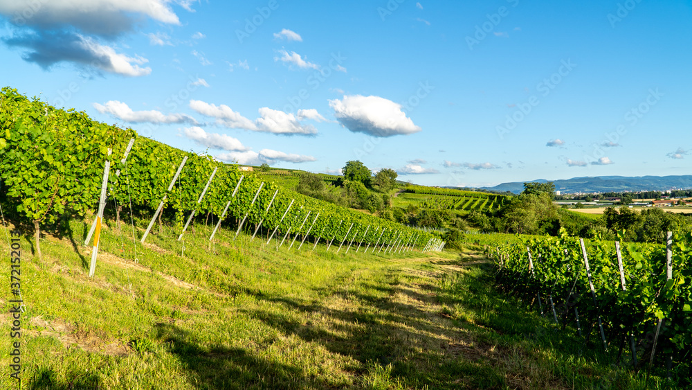 Obraz premium Weinberge im Schwarzwald, Baden Württemberg, Deutschland