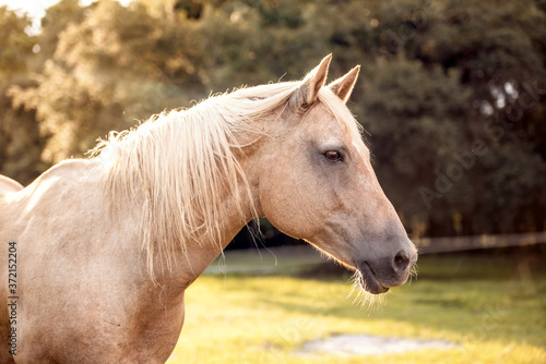 Palomino stallion in green grass pasture at sunset. Cream horse portrait. 