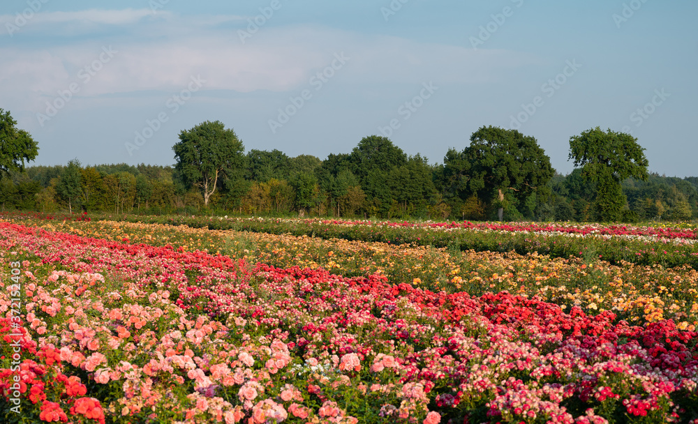 Blütenpracht von Bunten Rosen auf einen Rosenfeld Blütenpracht von Bunten Rosen auf einen Rosenfeld