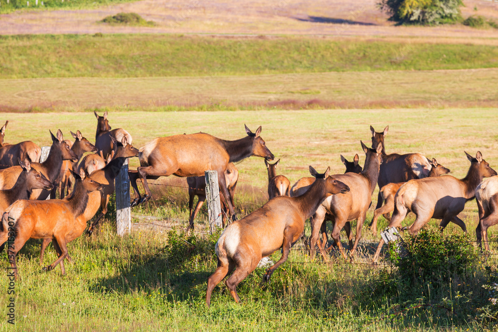 Fototapeta premium Deer