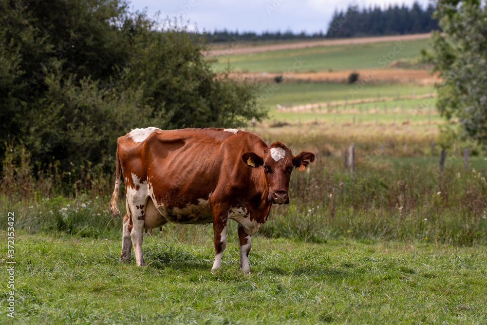 Holstein cow in a meadow in Luxembourg