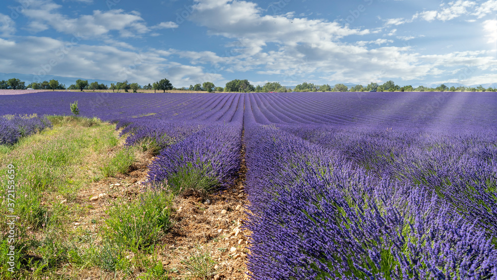 Fototapeta premium Lavendel in voller Blüte, Champ de Levante, Provence, Còte d´Azur, Frankreich