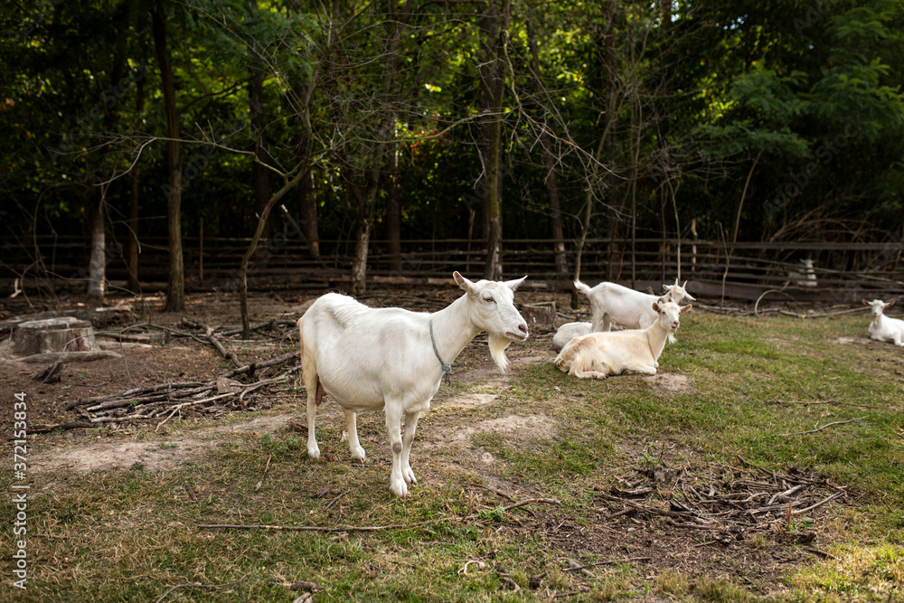 Obraz premium herd of goats