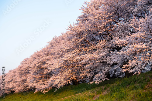 日の出に輝く桜並木
