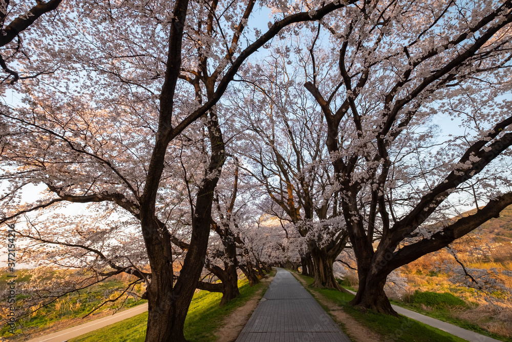 Obraz premium 朝日に輝く桜並木と歩道