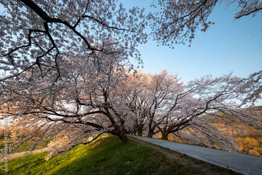 小高い場所の歩道に沿って咲いている桜 小高い場所の歩道に沿って咲いている桜