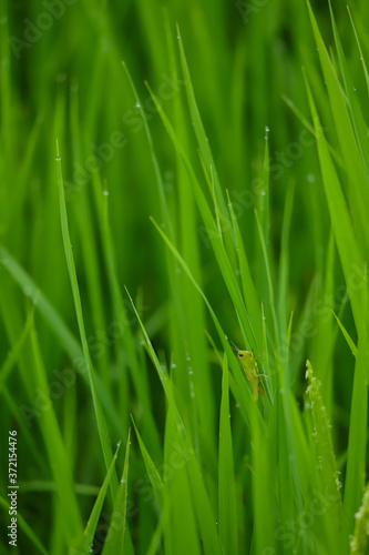 夏の稲の畑にいる小さいバッタの姿