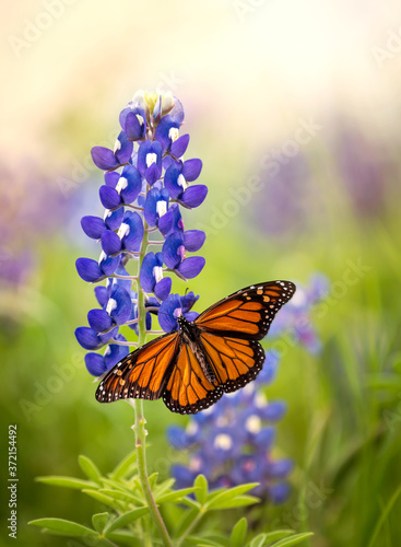 Monarch butterfly (Danaus plexippus) on Texas Bluebonnet flower (Lupinus texensis). Texas concept with two Texas symbols. #372154492