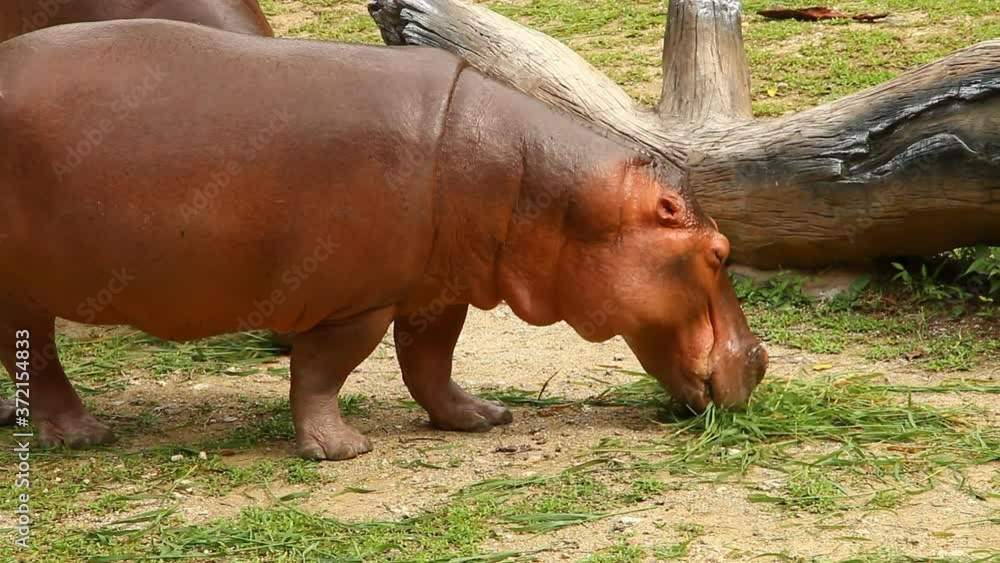 Hippopotamus eating grass in Chiangmai Thailand Hippopotamus eating grass in Chiangmai Thailand