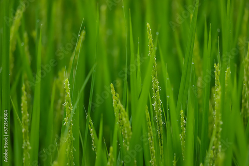 夏の田んぼに成長している綺麗な稲の様子