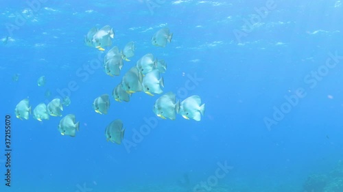 School of Blunthead batfish swimming in deep crystal clear ocean in Australia photo