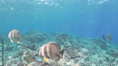 Family of blunthead batfish Swimming And Schooling On rocky ground underwater,track shot photo