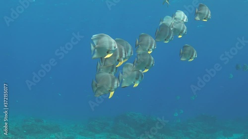 Swarm of Blunthead Batfish reflect underwater from sunlight outdoors in ocean,track shot photo