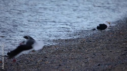 kelp gull at beagle channel shore and dolphin seagull fly off photo