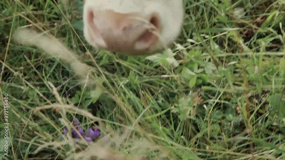 cow grazing on a green meadow. large horned livestock eats the grass. animals close up. Concept of meat products, agriculture, life in nature, organization for the protection of animals cow grazing on a green meadow. large horned livestock eats the grass. animals close up. Concept of meat products, agriculture, life in nature, organization for the protection of animals
