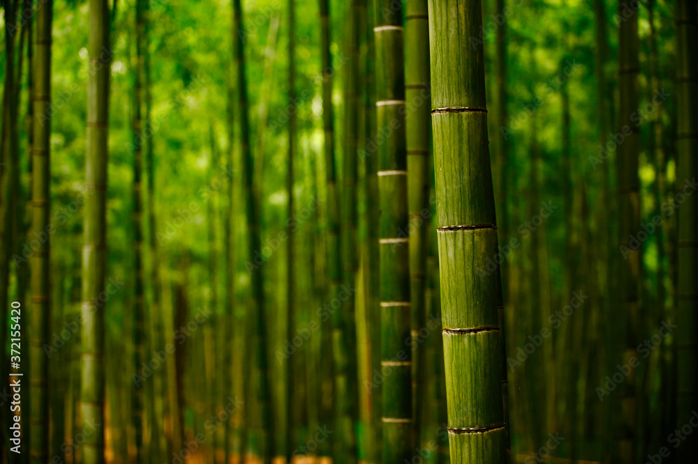 The bamboo tree is bright green, close up on the trunk. The background is a bamboo forest and has beautiful bokeh. The bamboo tree is bright green, close up on the trunk. The background is a bamboo forest and has beautiful bokeh.