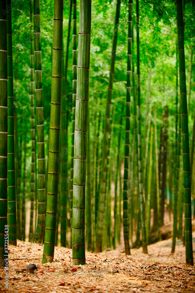 The bamboo forest is bright green. The trunk is tall and long, vertical image. See the floor and stem with yellow dry bamboo leaves all over the area. The bamboo forest is bright green. The trunk is tall and long, vertical image. See the floor and stem with yellow dry bamboo leaves all over the area.