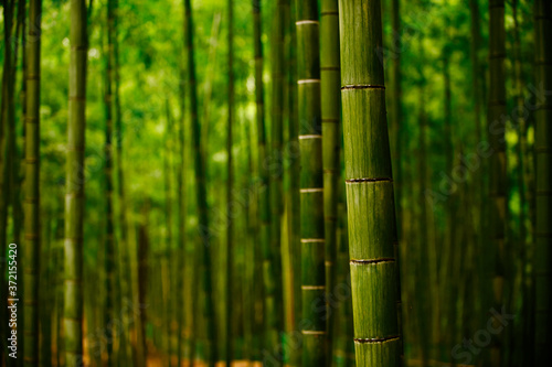 The bamboo tree is bright green, close up on the trunk. The background is a bamboo forest and has beautiful bokeh.