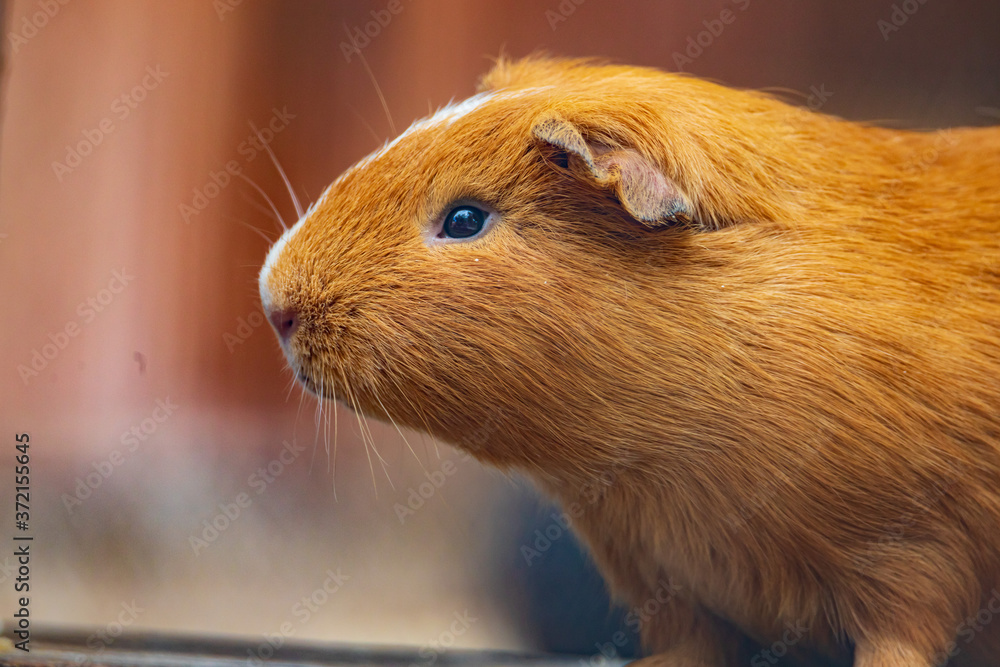 CUY - GUINEA PIG - Cavia porcellus CUY - GUINEA PIG - Cavia porcellus