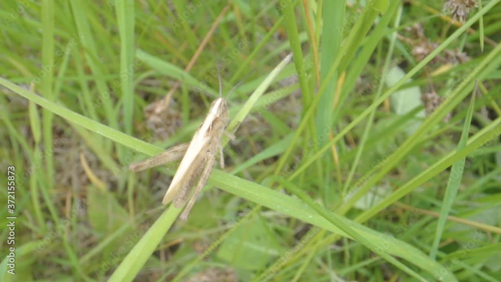 A brown grasshopper on the green leaves of the plant A brown grasshopper on the green leaves of the plant