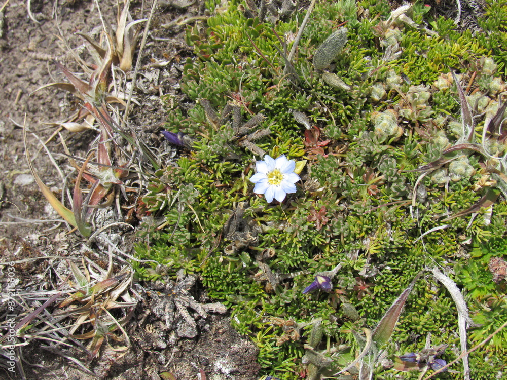 Obraz premium COTOPAXI NATIONAL PARK. ECUADOR