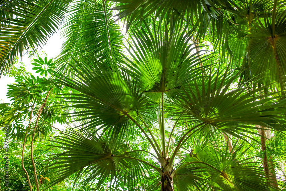 Thickets of palm trees in the park Thickets of palm trees in the park