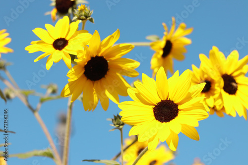 Beautiful sunflowers blooming in the field with blue sky background.