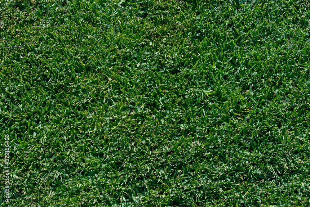closeup of a section of a lush emerald green lawn of dwarf st augustine grass showing the dense pattern and texture of a healthy lawn closeup of a section of a lush emerald green lawn of dwarf st augustine grass showing the dense pattern and texture of a healthy lawn
