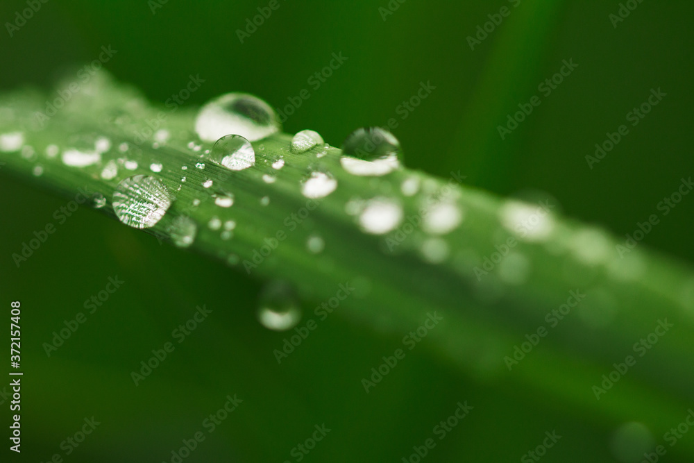 Many drops of transparent rain water on a green leaf macro . Natural background. Many drops of transparent rain water on a green leaf macro . Natural background.