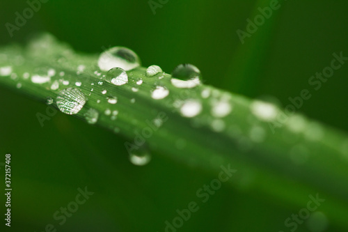  Many drops of transparent rain water on a green leaf macro . Natural background.
