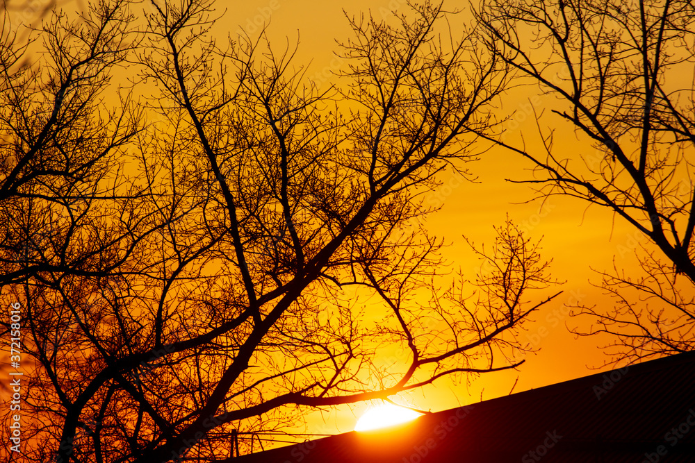 Bare tree branches at dawn of the sun Bare tree branches at dawn of the sun